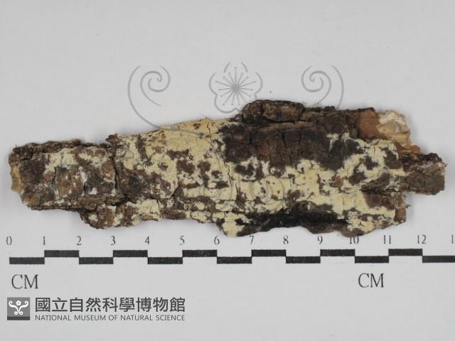 登錄號:F0030655藏品圖，第1張