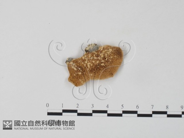 登錄號:F0006655藏品圖，第1張