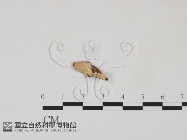 登錄號:F0016655藏品圖，第1張
