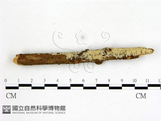冇骨消絲齒菌藏品圖，第1張