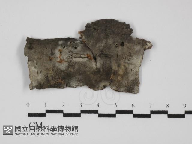 登錄號:F0031655藏品圖，第1張