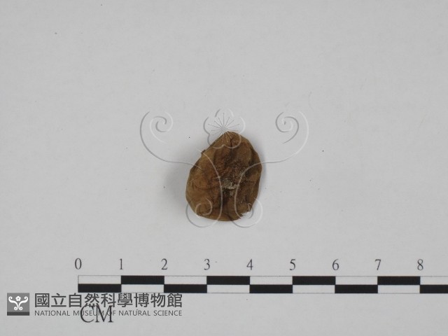 登錄號:F0024655藏品圖，第1張