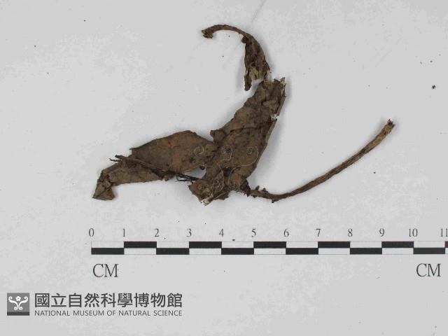 登錄號:F0014655藏品圖，第1張