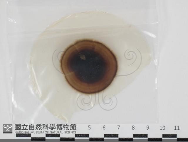 登錄號:F0034655藏品圖，第1張