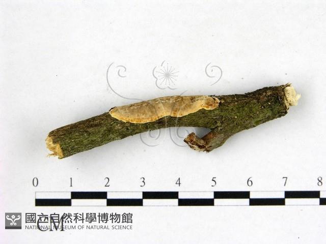 刺皮菌屬藏品圖，第1張