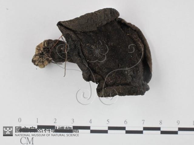 登錄號:F0002655藏品圖，第1張