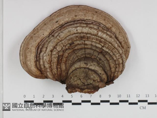 登錄號:F0032655藏品圖，第1張