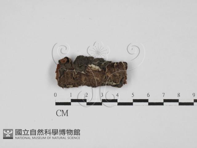 附毛菌屬藏品圖，第1張