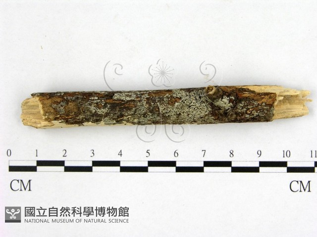 登錄號:F0007655藏品圖，第1張
