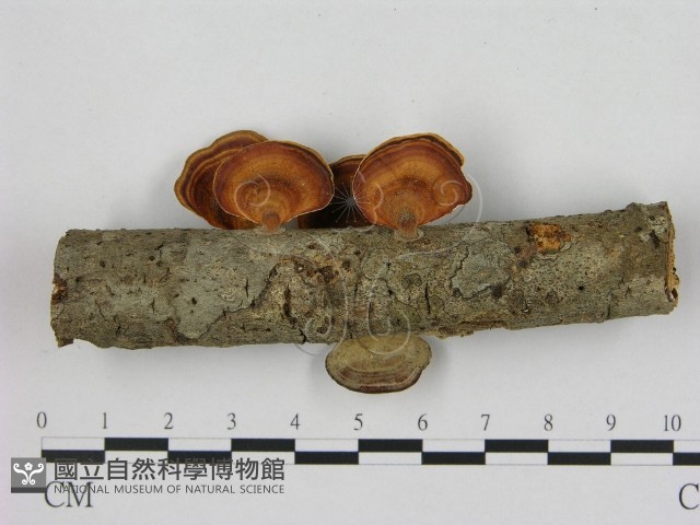 相鄰小孔菌藏品圖，第1張