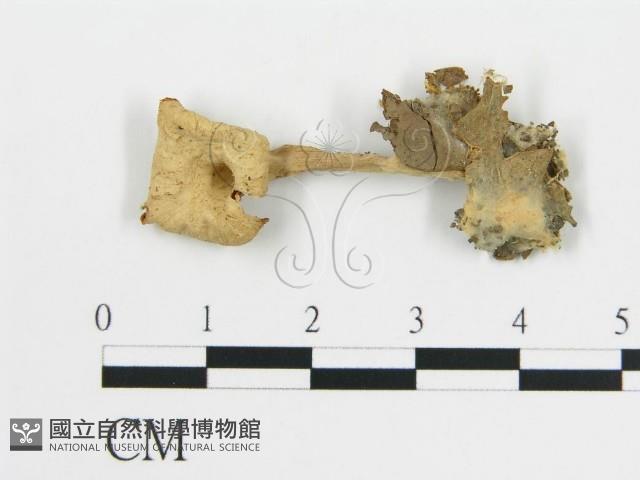 雞油菌屬藏品圖，第1張