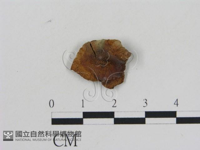 乳菇屬藏品圖，第1張