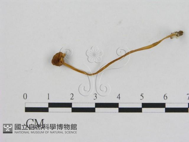 小菇屬藏品圖，第1張