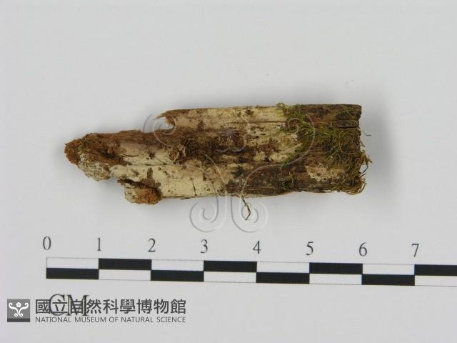 登錄號:F0013655藏品圖，第1張