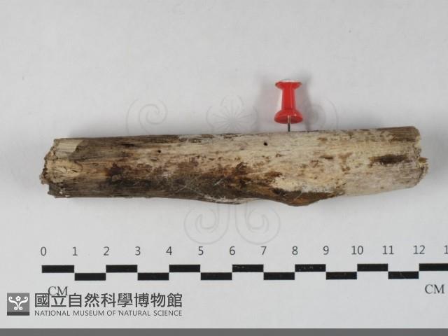 登錄號:F0033655藏品圖，第1張