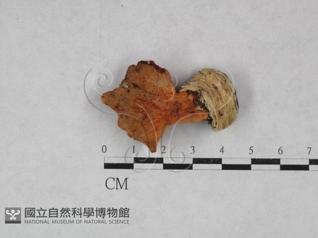 登錄號:F0028455藏品圖，第1張