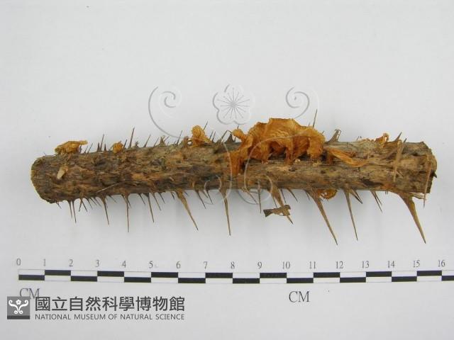 微皮傘屬藏品圖，第1張