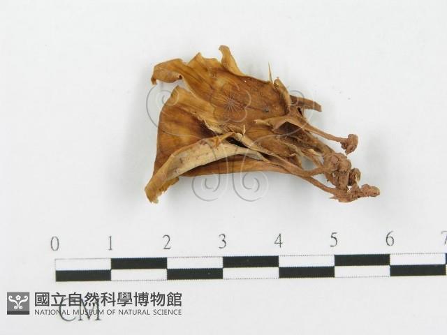 登錄號:F0020455藏品圖，第1張