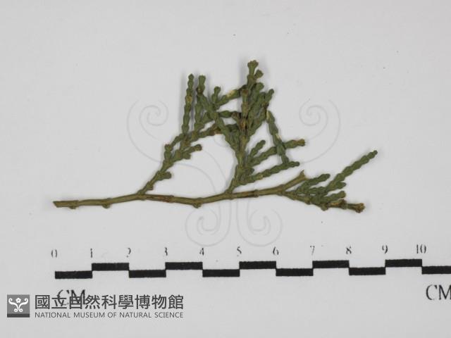 登錄號:F0030455藏品圖，第1張