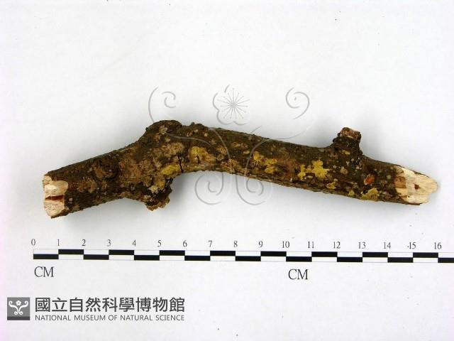 登錄號:F0001455藏品圖，第1張