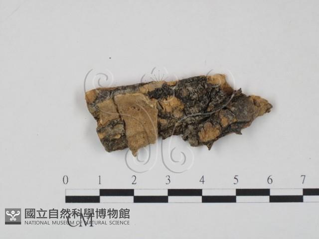 登錄號:F0011455藏品圖，第1張
