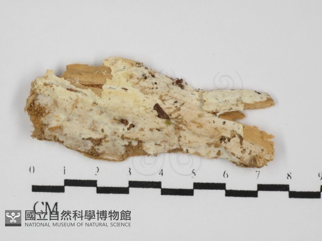 登錄號:F0031455藏品圖，第1張