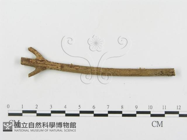 登錄號:F0004455藏品圖，第1張