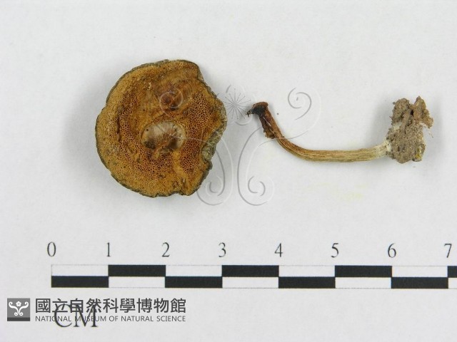 登錄號:F0014455藏品圖，第1張