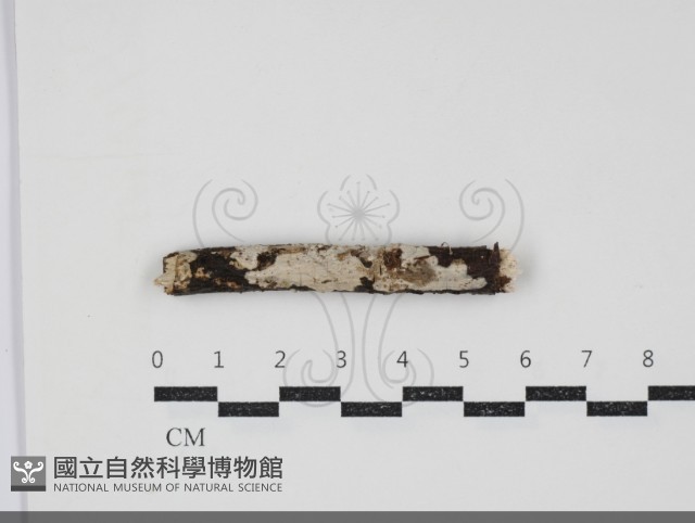 刺皮菌屬藏品圖，第1張