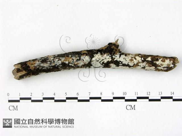 刺皮菌屬藏品圖，第1張