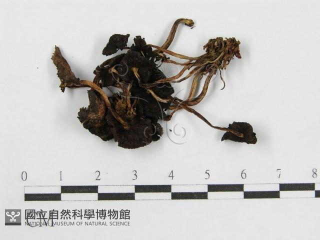 登錄號:F0012455藏品圖，第1張