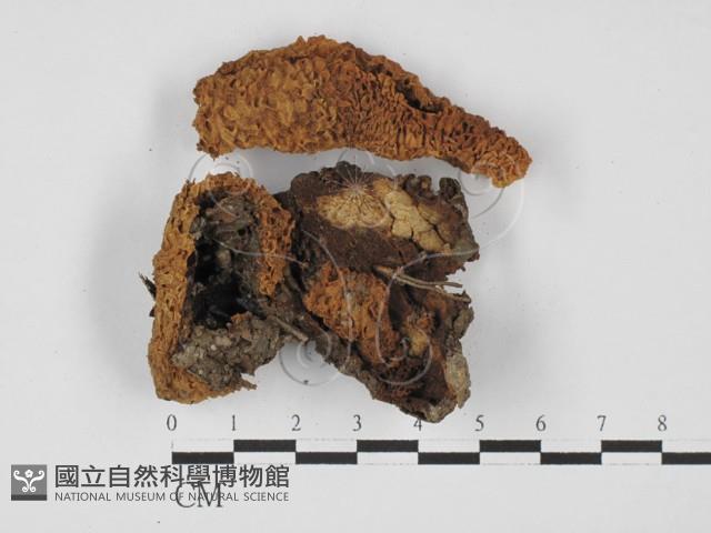 登錄號:F0027455藏品圖，第1張