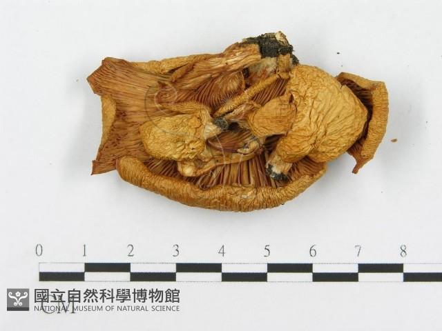 糙皮側耳藏品圖，第1張