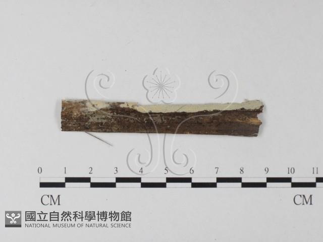 登錄號:F0025455藏品圖，第1張