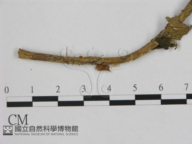 登錄號:F0005455藏品圖，第1張