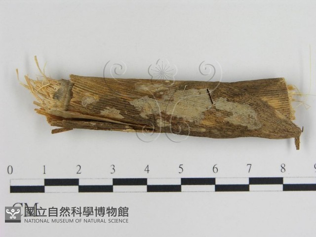 登錄號:F0015455藏品圖，第1張