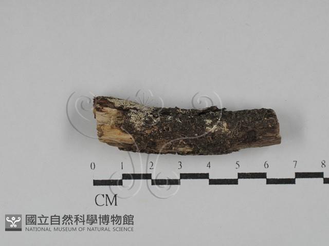 登錄號:F0029455藏品圖，第1張