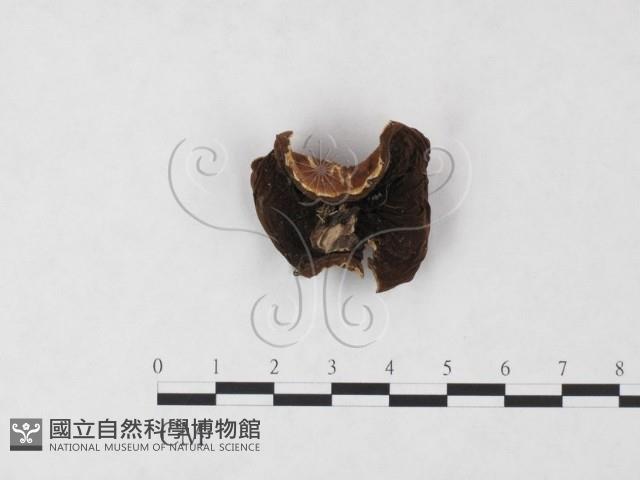 登錄號:F0009455藏品圖，第1張