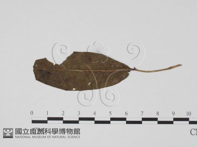 登錄號:F0019455藏品圖，第1張