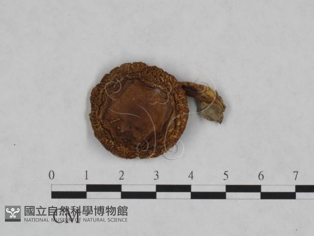 登錄號:F0023455藏品圖，第1張