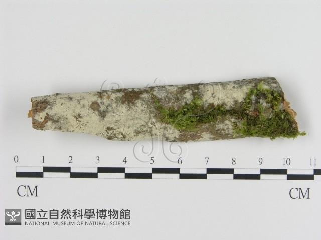 絲皮菌屬藏品圖，第1張