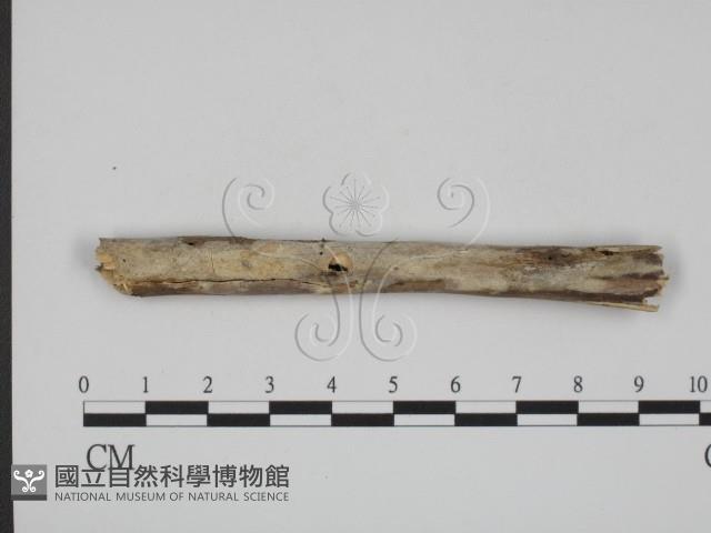 登錄號:F0008755藏品圖，第1張