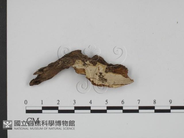登錄號:F0018755藏品圖，第1張