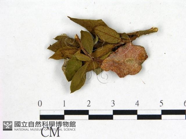 登錄號:F0020755藏品圖，第1張
