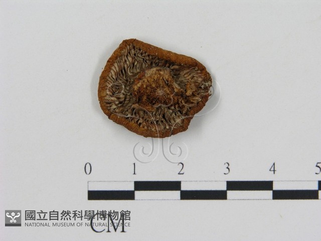 登錄號:F0010755藏品圖，第1張