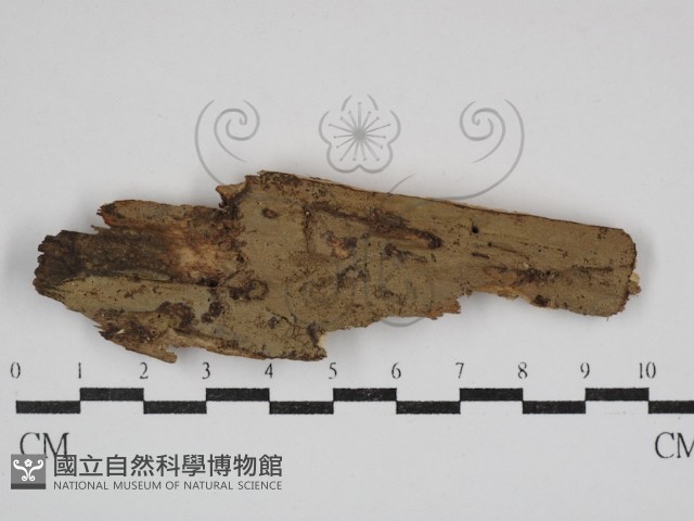 登錄號:F0030755藏品圖，第1張