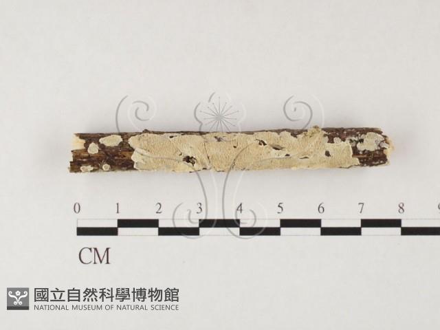 齒耳菌屬藏品圖，第1張