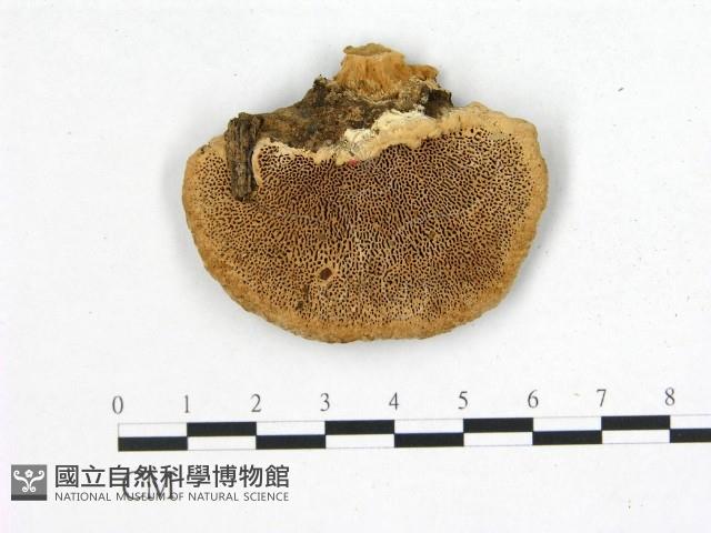 登錄號:F0006755藏品圖，第1張