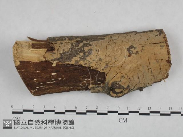 登錄號:F0021755藏品圖，第1張