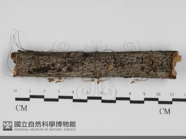 登錄號:F0031755藏品圖，第1張